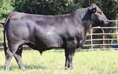 Lot 14 - 103X TG 5121D ET